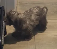 Shades, a male Shihpoo for sale in Humble, TX – Photo 3 of 7