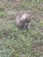 Shades, a male Shihpoo for sale in Humble, TX – Photo 7 of 7