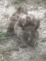 Shades, a male Shihpoo for sale in Humble, TX – Photo 6 of 7