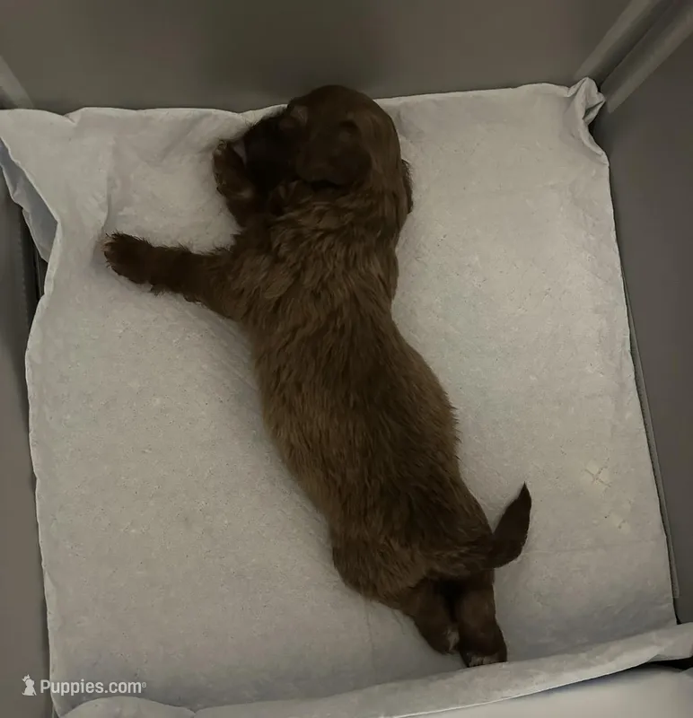 Shades – Shihpoo puppy for sale in Humble, TX