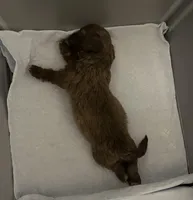 Shades, a male Shihpoo for sale in Humble, TX – Photo 1 of 7