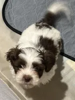 Trouble, a male Shihpoo for sale in Humble, TX – Photo 3 of 5