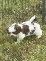 Trouble, a male Shihpoo for sale in Humble, TX – Photo 4 of 5