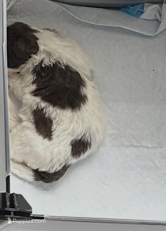 Trouble – Shihpoo puppy for sale in Humble, TX