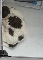 Trouble, a male Shihpoo for sale in Humble, TX – Photo 1 of 5