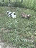 Trouble, a male Shihpoo for sale in Humble, TX – Photo 5 of 5