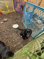 Green collar, a female English Springer Spaniel and Labrador Retriever for sale in Los Angeles, CA – Photo 2 of 2
