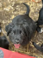 Orange collar, a female English Springer Spaniel and Labrador Retriever for sale in Los Angeles, CA – Photo 1 of 5