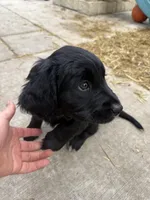 Orange collar, a female English Springer Spaniel and Labrador Retriever for sale in Los Angeles, CA – Photo 2 of 5