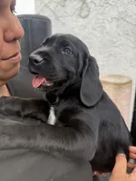 Red collar, a female English Springer Spaniel and Labrador Retriever for sale in Los Angeles, CA – Photo 5 of 5