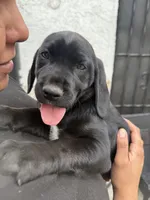 Red collar, a female English Springer Spaniel and Labrador Retriever for sale in Los Angeles, CA – Photo 4 of 5