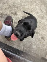 Red collar, a female English Springer Spaniel and Labrador Retriever for sale in Los Angeles, CA – Photo 3 of 5