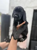 Red collar, a female English Springer Spaniel and Labrador Retriever for sale in Los Angeles, CA – Photo 1 of 5