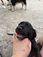 Red collar, a female English Springer Spaniel and Labrador Retriever for sale in Los Angeles, CA – Photo 2 of 5