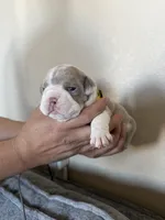 Yellow, a female English Bulldog for sale in Fountain, CO – Photo 1 of 6