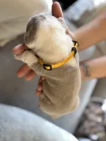 Yellow, a female English Bulldog for sale in Fountain, CO – Photo 2 of 6