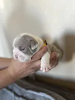 Yellow, a female English Bulldog for sale in Fountain, CO – Photo 3 of 6