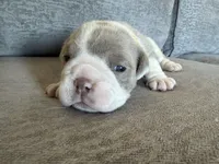 Yellow, a female English Bulldog for sale in Fountain, CO – Photo 6 of 6