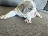 Yellow, a female English Bulldog for sale in Fountain, CO – Photo 4 of 6