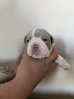 Yellow, a female English Bulldog for sale in Fountain, CO – Photo 5 of 6