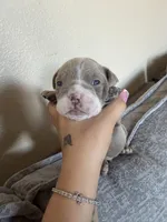 Dark green, a male English Bulldog for sale in Fountain, CO – Photo 5 of 5