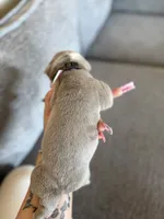 Dark green, a male English Bulldog for sale in Fountain, CO – Photo 4 of 5