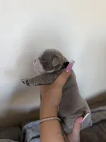 Dark green, a male English Bulldog for sale in Fountain, CO – Photo 3 of 5