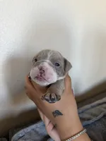 Dark green, a male English Bulldog for sale in Fountain, CO – Photo 2 of 5