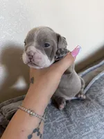 Dark green, a male English Bulldog for sale in Fountain, CO – Photo 1 of 5