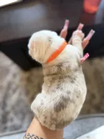 Orange, a male English Bulldog for sale in Fountain, CO – Photo 3 of 8