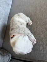 Orange, a male English Bulldog for sale in Fountain, CO – Photo 7 of 8