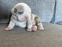 Orange, a male English Bulldog for sale in Fountain, CO – Photo 1 of 8