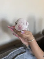 Orange, a male English Bulldog for sale in Fountain, CO – Photo 8 of 8