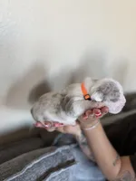 Orange, a male English Bulldog for sale in Fountain, CO – Photo 2 of 8