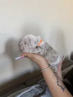 Orange, a male English Bulldog for sale in Fountain, CO – Photo 4 of 8