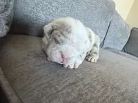 Orange, a male English Bulldog for sale in Fountain, CO – Photo 5 of 8