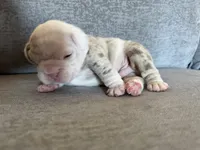 Orange, a male English Bulldog for sale in Fountain, CO – Photo 6 of 8