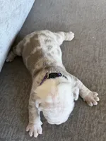 Purple, a male English Bulldog for sale in Fountain, CO – Photo 4 of 5