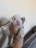 Purple, a male English Bulldog for sale in Fountain, CO – Photo 2 of 5