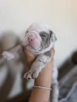 Purple, a male English Bulldog for sale in Fountain, CO – Photo 1 of 5