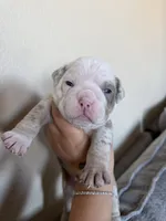 Purple, a male English Bulldog for sale in Fountain, CO – Photo 5 of 5