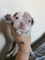 Red, a female English Bulldog for sale in Fountain, CO – Photo 1 of 5