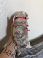 Red, a female English Bulldog for sale in Fountain, CO – Photo 2 of 5