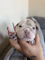 Red, a female English Bulldog for sale in Fountain, CO – Photo 4 of 5