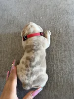 Red, a female English Bulldog for sale in Fountain, CO – Photo 5 of 5