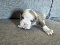 processed/f0d41be9-68d5-4828-a016-2656d4e64701/listing/936182c4-b8cd-4371-852d-dd749a2e583f/ab2608dd-ae5c-41b5-a43c-cc71ae42ef78