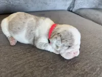 Pink, a female English Bulldog for sale in Fountain, CO – Photo 2 of 4