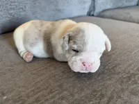 Pink, a female English Bulldog for sale in Fountain, CO – Photo 1 of 4