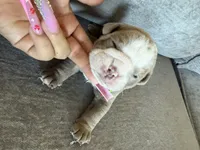 Light green, a male English Bulldog for sale in Fountain, CO – Photo 2 of 4