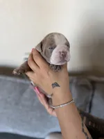 Light green, a male English Bulldog for sale in Fountain, CO – Photo 3 of 4